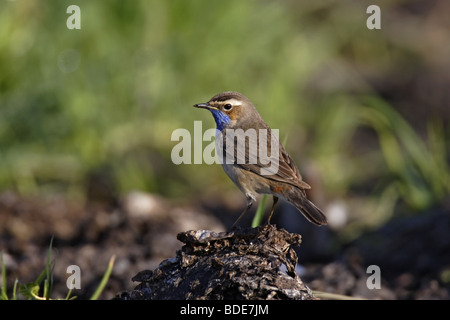 Blaukehlchen Luscinia svecica Bluethroat Stock Photo