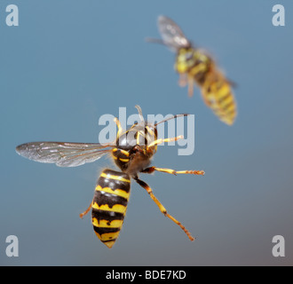median wasp Dolichovespula media in flight Stock Photo