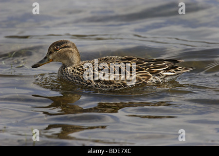 Krickente (Anas crecca) common teal - female Stock Photo