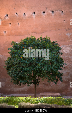 An orange tree in the Saadian Tombs in the Kasbah, the Medina, Marrakesh, Morocco, North Africa Stock Photo