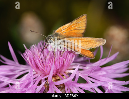 Female Small Skipper Thymelicus sylvestris feeding on a flower Stock Photo