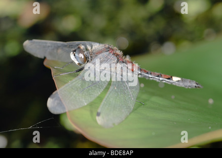 Male Large White-faced Darter Leucorrhinia pectoralis resting on a leaf Stock Photo