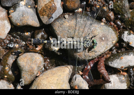 Green-eyed Hook-tailed Dragonfly Onychogomphus forcipatus resting on rocks Stock Photo