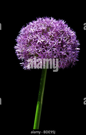 Giant allium flower isolated over black background Stock Photo