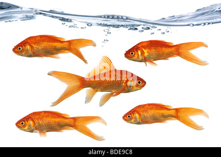 Gold fish swimming in one directions while one swims in the opposite direction Stock Photo