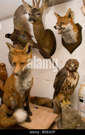 Taxidermists workshop with various animal mounts Stock Photo