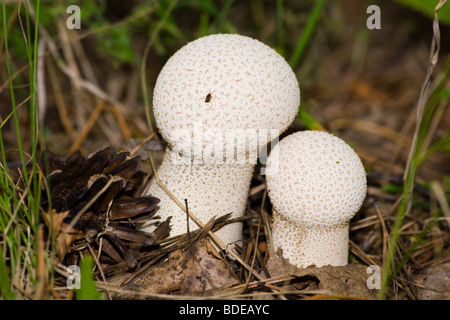 A puffball is a member of any of a number of groups of fungus in the division Basidiomycota. Stock Photo