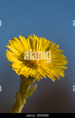 Tussilago farfara, commonly known as Coltsfoot, is a plant in the family Asteraceae. Stock Photo