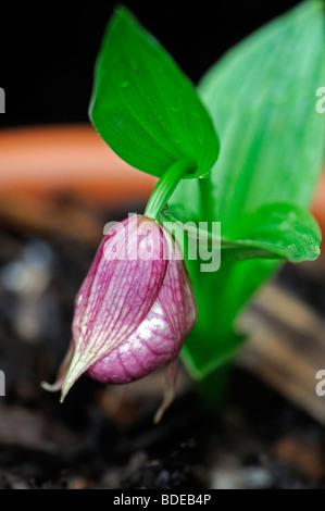 cypripedium tibeticum unopened flower cyp Orchid single pink flower green foliage Lady's Slipper Orchid in a pot Stock Photo