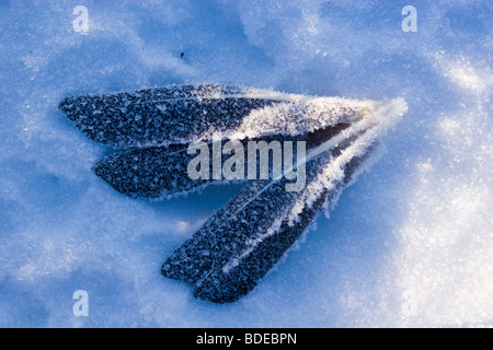 Four dark bird's feathers in hoarfrost lie on white snow. Thin crust of ice over snow. Stock Photo