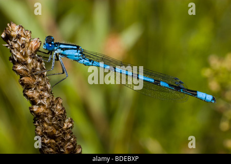 The beautiful dragonfly sits on a plant. A close up Stock Photo - Alamy