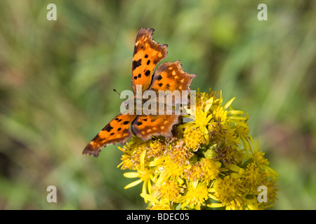 The beautiful bright butterfly sits on a plant. Stock Photo