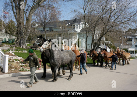 Mackinac Island Michigan,Historic State Parks Park Mackinaw,Straits of,Lake Huron,Market Street,horse,horses,animal,Friesian,Clydesdale,groom,lead,wal Stock Photo