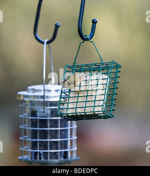 Goldcrest On Bird Feeder (Regulus regulus) Stock Photo