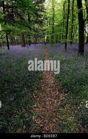 trail path pathway covered with brown leaves leading through Carpet of bluebells in Jenkinstown Wood County Kilkenny Ireland Stock Photo