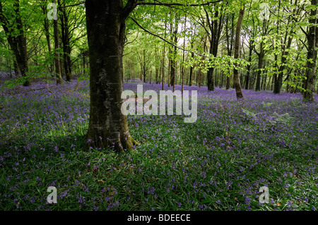 Carpet of bluebells in Jenkinstown Wood County Kilkenny Ireland Stock Photo