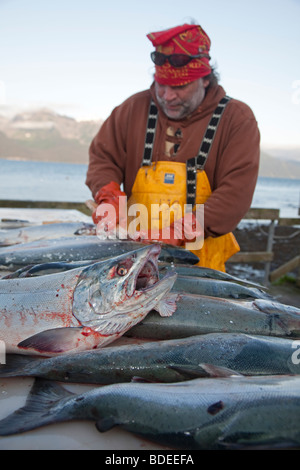 Sport fishing guide in Alaska cleans fish for clients Stock Photo