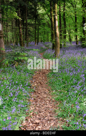 Path covered with brown leaves leading lead wind winding through Carpet of bluebells Jenkinstown Wood County Kilkenny Ireland Stock Photo