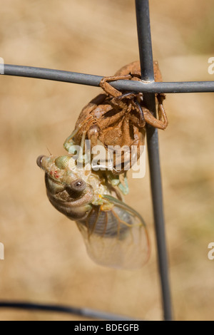 Adult Cicada orni, having just emerged from its nymphal skin Stock Photo