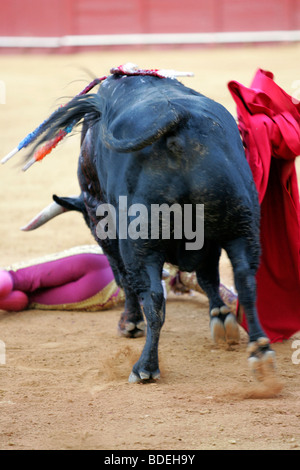 The bull knocking down the Spanish bullfighter Anibal Ruiz, who was not ...