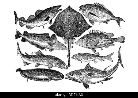 Fish. Antique illustration. 1900 Stock Photo