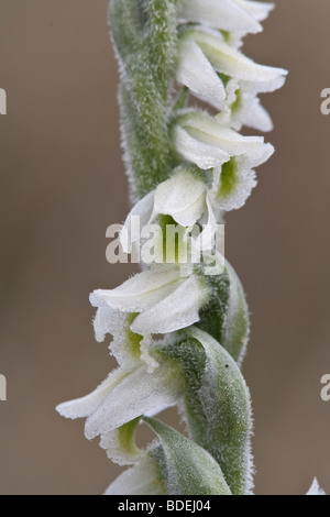 Autumn Ladies' Tresses (Spiranthes spiralis) orchid Stock Photo