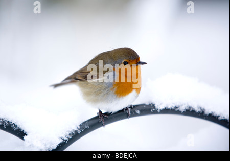 Robin perched on railing after heavy snowfall, London, England, UK, Europe Stock Photo