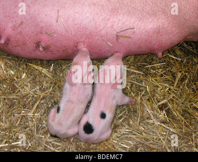 Middle White piglets feeding Stock Photo