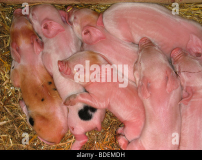 Middle White piglets Stock Photo