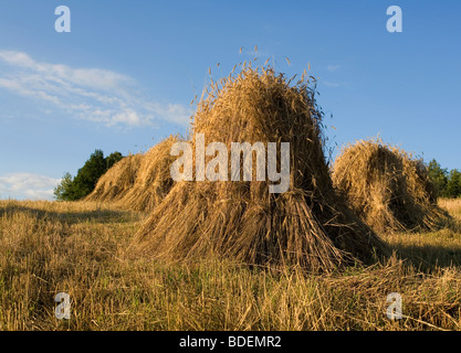 Field, wheat, sheats Stock Photo