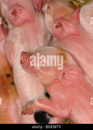 Middle White piglets Stock Photo