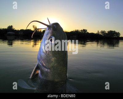 catfish channel alamy jumping coming fish florida water
