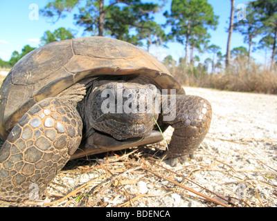A Gopher Tortoise in Florida in the USA Stock Photo