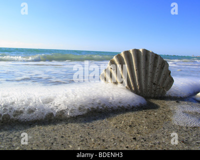 a seashell on a florida beach Stock Photo