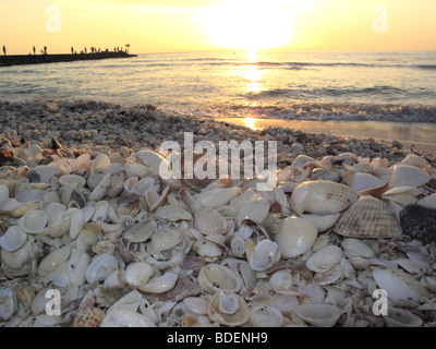 seashells on a beach on the Gulf of Mexico in Florida in the USA Stock Photo