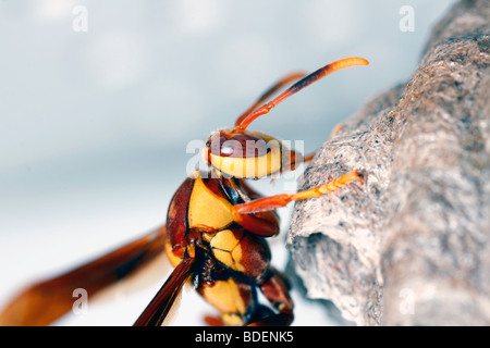 a paper wasp working on a nest or hive Stock Photo
