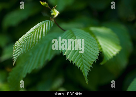 Common Hornbeam hedge leaves Stock Photo