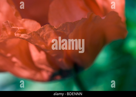 Oriental poppy flower Stock Photo