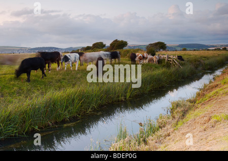 Cattle grazing in the last light on the edge of a drainage ditch on Braunton Marshes in North Devon UK Stock Photo