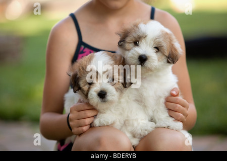The Coton de Tuléar is a small breed of dog. Stock Photo