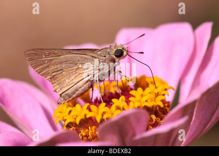 Pelopidas thrax, commonly known as the Pale Small-branded Swift, Stock Photo