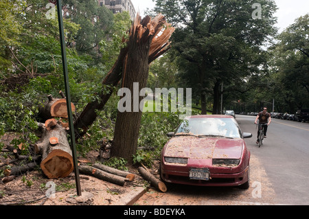 New York City, NY Toppled tree and car damaged during a storm Stock Photo