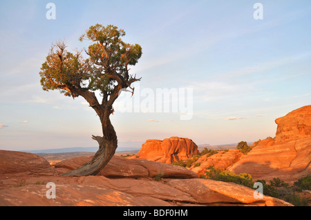 Lone tree during setting sun on rock formation outside Moab, Utah in Arches National Park. Stock Photo