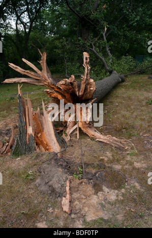 New York NY - On the night of August 18 a severe storm passed through Riverside Park Central Park and Randalls Island Stock Photo