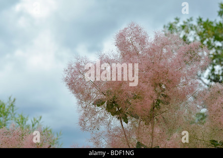 Cotinus Coggygria - Pink Common Smoke Tree Stock Photo - Alamy
