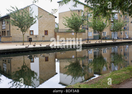 Hertford Union Canal, a housing estate with a flock of geese, London UK. Stock Photo