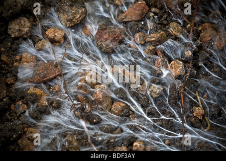 Mycelium of mushroom. Mycorrhizal association, the fungus colonizes the host plant's root tissues. Mycorrhiza is a symbiotic association. Mycorhize. Stock Photo