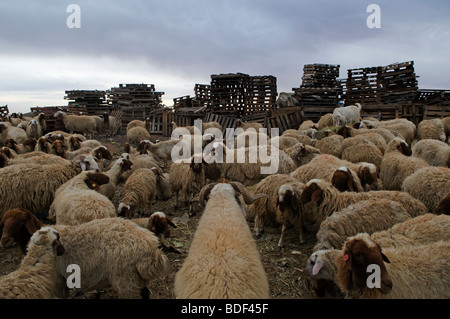 Flock of sheep in a Bedouin village at the Negev desert Southern Israel Stock Photo