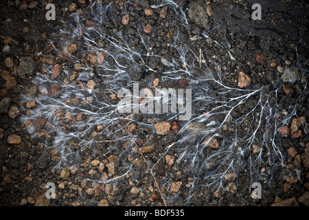 Mycelium of mushroom. Mycorrhizal association, the fungus colonizes the host plant's root tissues. Mycorrhiza is a symbiotic association. Mycorhize. Stock Photo