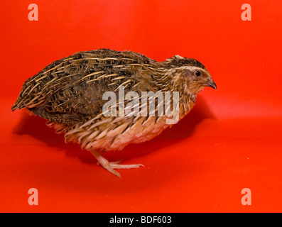 quail Japanese on a red background in studio Stock Photo